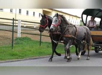 Sangue Caldo Pesante / Meso-brachimorfo, Castrone, 4 Anni, 167 cm, Morello