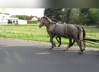 Sangue Caldo Pesante / Meso-brachimorfo, Castrone, 4 Anni, 167 cm, Morello
