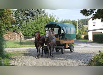 Sangue Caldo Pesante / Meso-brachimorfo, Castrone, 4 Anni, 167 cm, Morello