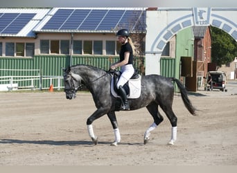 Sangue Caldo Pesante / Meso-brachimorfo, Castrone, 8 Anni, 162 cm, Grigio