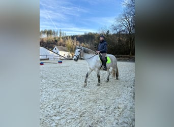 Sangue Caldo Pesante / Meso-brachimorfo, Castrone, 9 Anni, 160 cm, Grigio