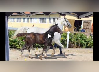 Sangue Caldo Pesante / Meso-brachimorfo, Giumenta, 14 Anni, 165 cm, Grigio