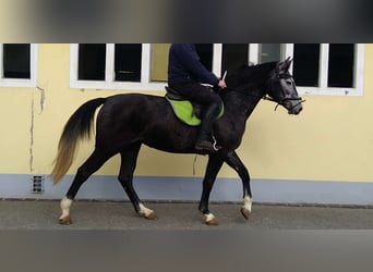 Sangue Caldo Pesante / Meso-brachimorfo, Giumenta, 3 Anni, 160 cm, Grigio