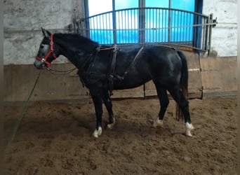 Sangue Caldo Pesante / Meso-brachimorfo, Giumenta, 3 Anni, 160 cm, Grigio