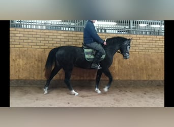 Sangue Caldo Pesante / Meso-brachimorfo, Giumenta, 3 Anni, 160 cm, Grigio