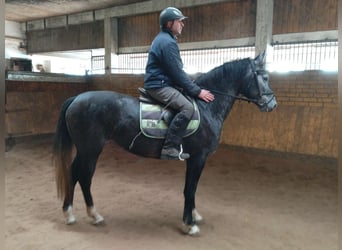 Sangue Caldo Pesante / Meso-brachimorfo, Giumenta, 3 Anni, 160 cm, Grigio