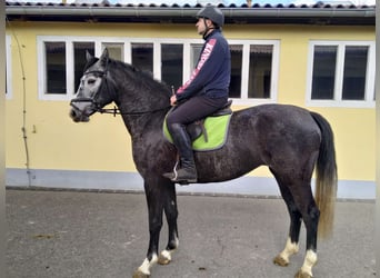 Sangue Caldo Pesante / Meso-brachimorfo, Giumenta, 3 Anni, 160 cm, Grigio