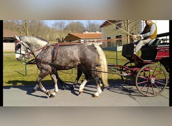 Sangue Caldo Pesante / Meso-brachimorfo, Giumenta, 3 Anni, 162 cm, Grigio