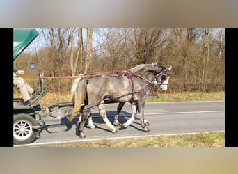 Sangue Caldo Pesante / Meso-brachimorfo, Giumenta, 3 Anni, 162 cm, Grigio