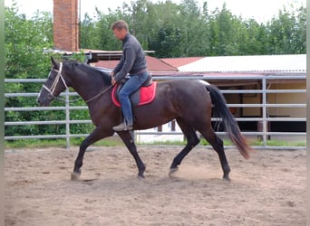 Sangue Caldo Pesante / Meso-brachimorfo, Giumenta, 3 Anni, 165 cm, Morello