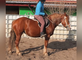 Sangue Caldo Pesante / Meso-brachimorfo Mix, Giumenta, 4 Anni, 155 cm, Sauro