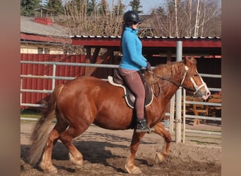 Sangue Caldo Pesante / Meso-brachimorfo Mix, Giumenta, 4 Anni, 155 cm, Sauro