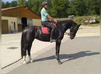 Sangue Caldo Pesante / Meso-brachimorfo, Giumenta, 4 Anni, 163 cm, Morello