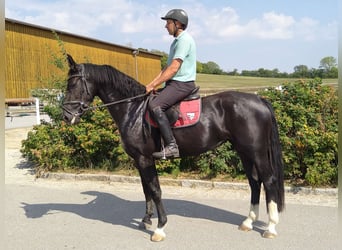 Sangue Caldo Pesante / Meso-brachimorfo, Giumenta, 4 Anni, 163 cm, Morello