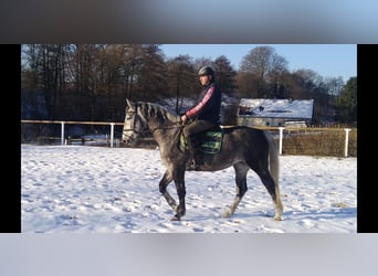 Sangue Caldo Pesante / Meso-brachimorfo, Giumenta, 4 Anni, 164 cm, Grigio