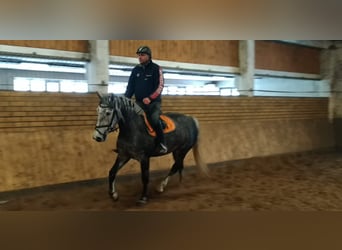 Sangue Caldo Pesante / Meso-brachimorfo, Giumenta, 4 Anni, 164 cm, Grigio