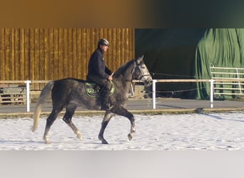 Sangue Caldo Pesante / Meso-brachimorfo, Giumenta, 4 Anni, 164 cm, Grigio