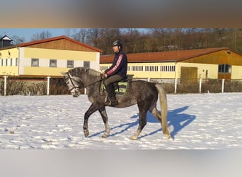 Sangue Caldo Pesante / Meso-brachimorfo, Giumenta, 4 Anni, 164 cm, Grigio