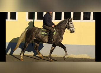 Sangue Caldo Pesante / Meso-brachimorfo, Giumenta, 4 Anni, 164 cm, Grigio