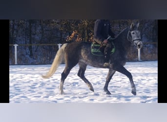 Sangue Caldo Pesante / Meso-brachimorfo, Giumenta, 4 Anni, 164 cm, Grigio