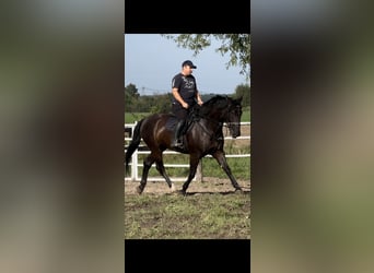 Sangue Caldo Pesante / Meso-brachimorfo, Giumenta, 4 Anni, 165 cm, Morello