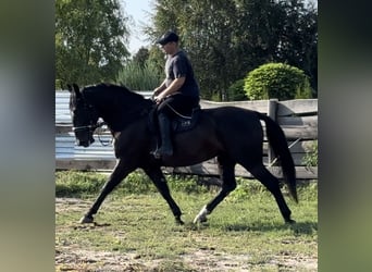 Sangue Caldo Pesante / Meso-brachimorfo, Giumenta, 4 Anni, 165 cm, Morello