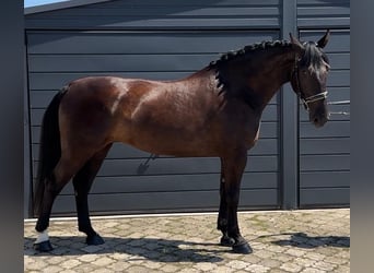 Sangue Caldo Pesante / Meso-brachimorfo, Giumenta, 4 Anni, 165 cm, Morello