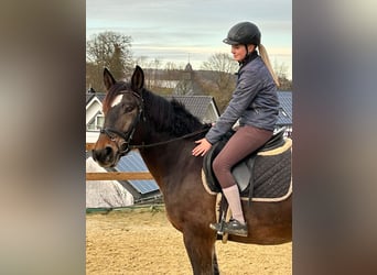 Sangue Caldo Pesante / Meso-brachimorfo, Giumenta, 6 Anni, 157 cm, Baio scuro