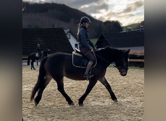 Sangue Caldo Pesante / Meso-brachimorfo, Giumenta, 6 Anni, 157 cm, Baio scuro