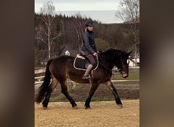 Sangue Caldo Pesante / Meso-brachimorfo, Giumenta, 6 Anni, 157 cm, Baio scuro