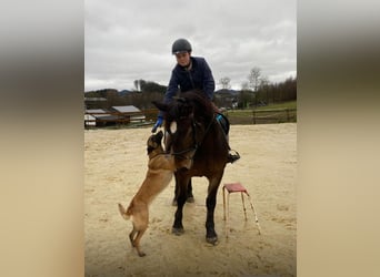 Sangue Caldo Pesante / Meso-brachimorfo, Giumenta, 6 Anni, 157 cm, Baio scuro