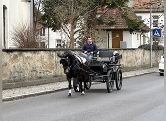 Sangue Caldo Pesante / Meso-brachimorfo, Giumenta, 6 Anni, 164 cm, Baio scuro