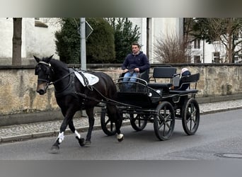 Sangue Caldo Pesante / Meso-brachimorfo, Giumenta, 6 Anni, 164 cm, Baio scuro