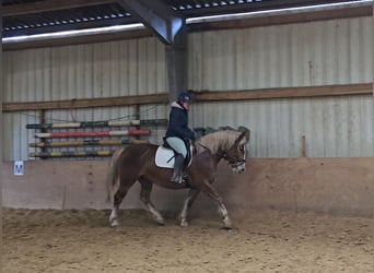 Sangue Caldo Pesante / Meso-brachimorfo, Giumenta, 8 Anni, 156 cm