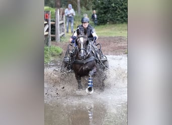 Sangue Caldo Pesante / Meso-brachimorfo, Giumenta, 8 Anni, 162 cm, Morello