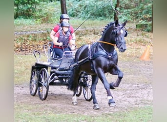 Sangue Caldo Pesante / Meso-brachimorfo, Stallone, 8 Anni, 164 cm, Morello