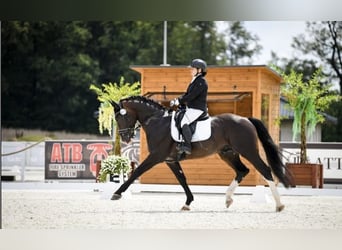 Sangue Caldo Pesante / Meso-brachimorfo, Castrone, 10 Anni, 164 cm, Baio