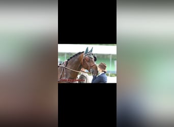 Sangue Caldo Pesante / Meso-brachimorfo, Castrone, 10 Anni, 172 cm, Baio