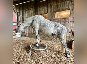 Sangue Caldo Pesante / Meso-brachimorfo, Castrone, 11 Anni, 163 cm, Grigio pezzato