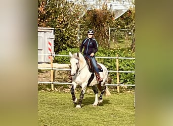 Sangue Caldo Pesante / Meso-brachimorfo, Castrone, 11 Anni, 163 cm, Grigio pezzato