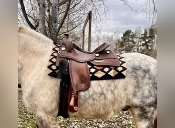 Sangue Caldo Pesante / Meso-brachimorfo, Castrone, 11 Anni, 163 cm, Grigio pezzato