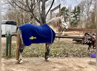 Sangue Caldo Pesante / Meso-brachimorfo, Castrone, 11 Anni, 163 cm, Grigio pezzato