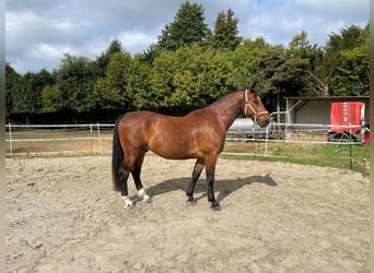 Sangue Caldo Pesante / Meso-brachimorfo, Castrone, 11 Anni, 168 cm, Baio