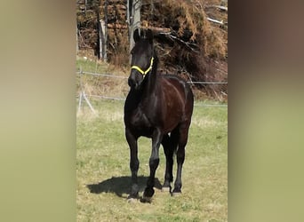 Sangue Caldo Pesante / Meso-brachimorfo, Castrone, 13 Anni, 175 cm, Baio nero