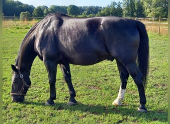 Sangue Caldo Pesante / Meso-brachimorfo, Castrone, 16 Anni, 165 cm, Morello