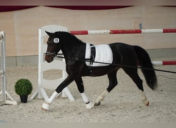 Sangue Caldo Pesante / Meso-brachimorfo, Castrone, 2 Anni, 163 cm, Baio scuro