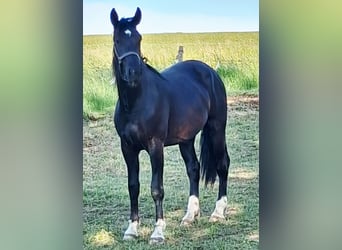Sangue Caldo Pesante / Meso-brachimorfo, Castrone, 2 Anni, 166 cm, Morello