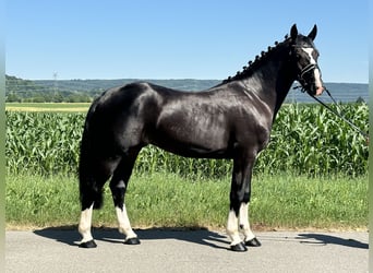 Sangue Caldo Pesante / Meso-brachimorfo, Castrone, 3 Anni, 158 cm, Morello