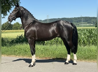Sangue Caldo Pesante / Meso-brachimorfo, Castrone, 3 Anni, 158 cm, Morello