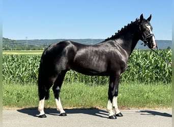 Sangue Caldo Pesante / Meso-brachimorfo, Castrone, 3 Anni, 158 cm, Morello